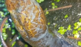 钓黄鳝视频,跟随视频学技巧，轻松捕获美味佳肴