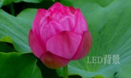 莲花视频,探寻东方美学与智慧之光